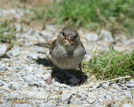 Moineau domestique femelle_7079.jpg